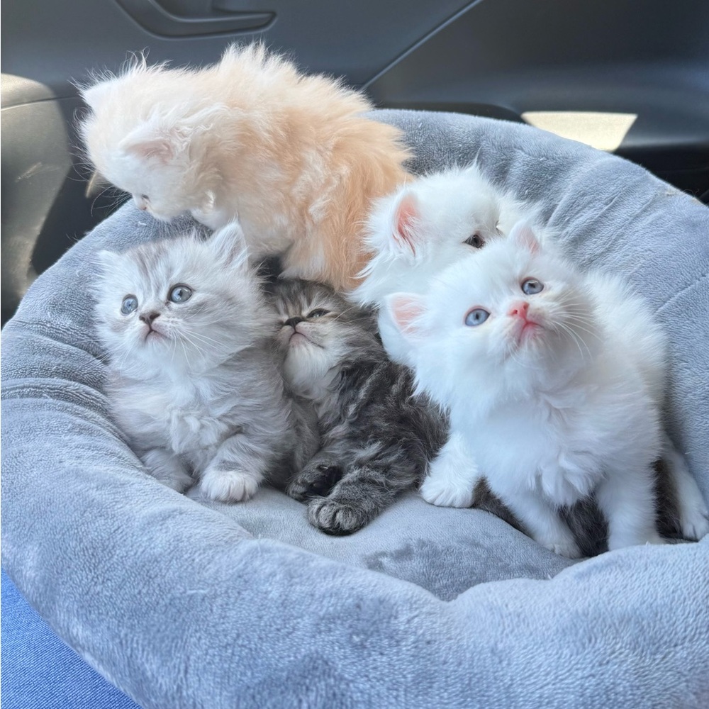 Cozy White Cat Bed - Picture 2 of 7